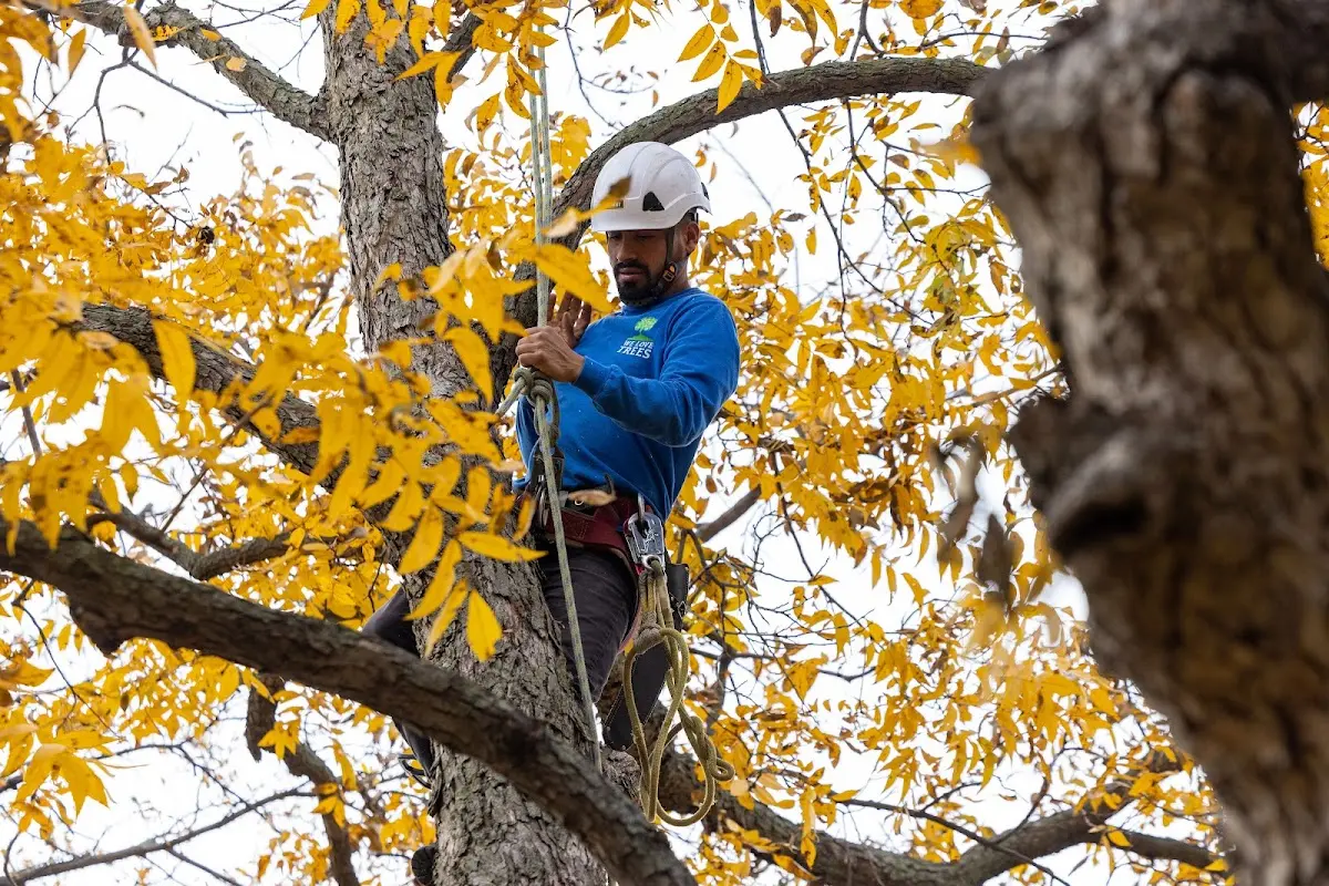 Skilled Tree Trimming crew working in Cary